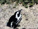 Boulder's penguin